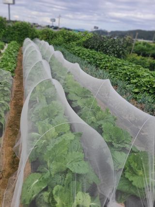 김도훈님의 배추 · 영농일지 작성글 사진