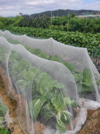 김도훈님의 배추 · 영농일지 작성글 사진