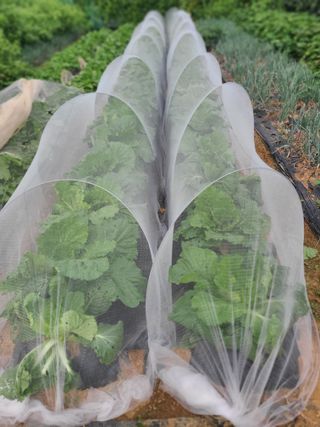 김도훈님의 배추 · 영농일지 작성글 사진