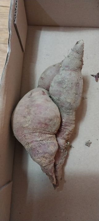 주말 텃밭 농부님의 자유주제 · 자유게시판 작성글 사진