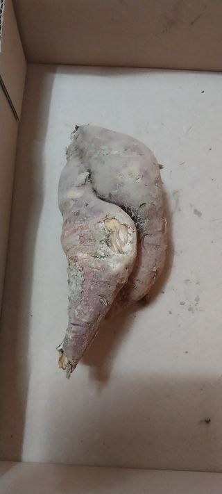 주말 텃밭 농부님의 자유주제 · 자유게시판 작성글 사진