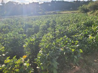 이남주님의 콩 · 영농일지 작성글 사진