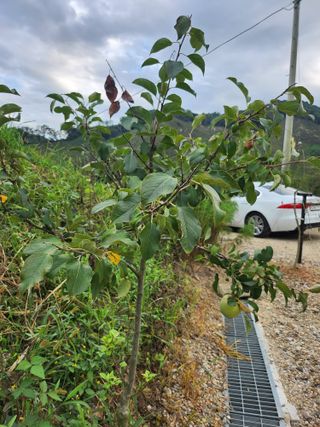 김응진님의 배추 · 영농일지 작성글 사진