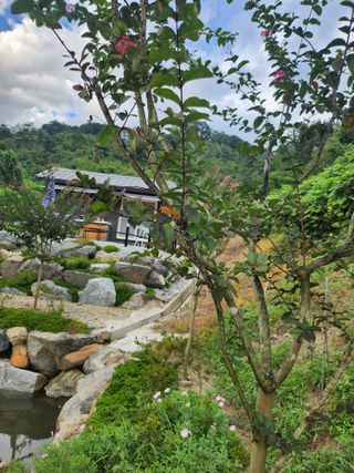 김응진님의 배추 · 영농일지 작성글 사진