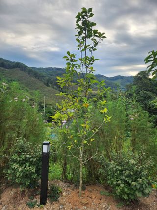 김응진님의 배추 · 영농일지 작성글 사진
