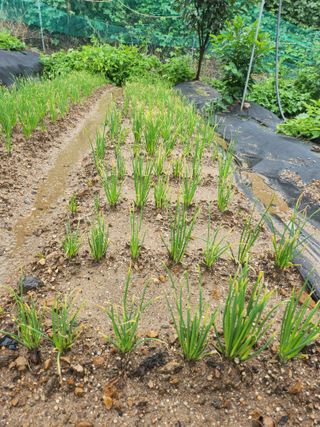 김응진님의 배추 · 영농일지 작성글 사진