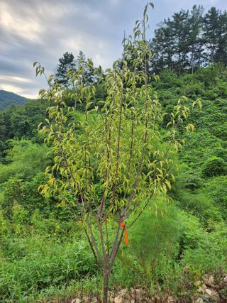 김응진님의 배추 · 영농일지 작성글 사진