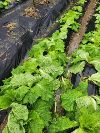 김응진님의 배추 · 영농일지 작성글 사진