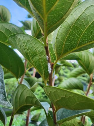 김응진님의 배추 · 영농일지 작성글 사진