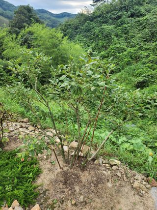 김응진님의 배추 · 영농일지 작성글 사진