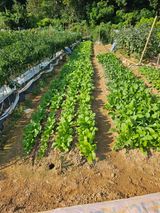 팜모닝 더운 가을, 농사 괜찮으신가요?·참여글 게시글 이미지