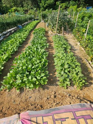 사랑해요팜모닝님의 더운 가을, 농사 괜찮으신가요? · 참여글 작성글 사진