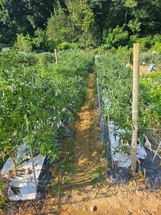 사랑해요팜모닝님의 더운 가을, 농사 괜찮으신가요? · 참여글 작성글 사진