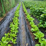 팜모닝 양배추·영농일지 게시글 이미지