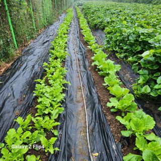 맹태임님의 양배추 · 영농일지 작성글 사진