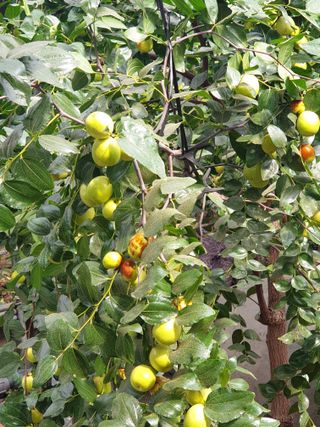 복숭아5852님의 기타작물 · 영농일지 작성글 사진