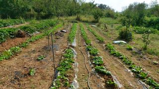 초보농부님의 배추 · 영농일지 작성글 사진