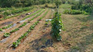 초보농부님의 배추 · 영농일지 작성글 사진