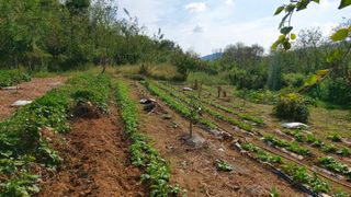 초보농부님의 배추 · 영농일지 작성글 사진