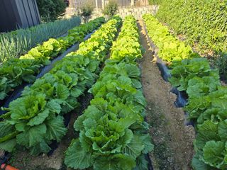 홍성덕님의 배추 · 영농일지 작성글 사진