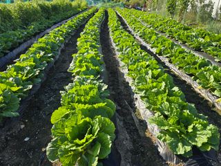홍성덕님의 배추 · 영농일지 작성글 사진