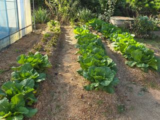 홍성덕님의 배추 · 영농일지 작성글 사진