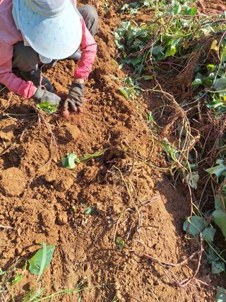 호박 정정호님의 배추 · 영농일지 작성글 사진