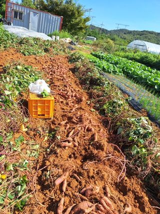 호박 정정호님의 배추 · 영농일지 작성글 사진