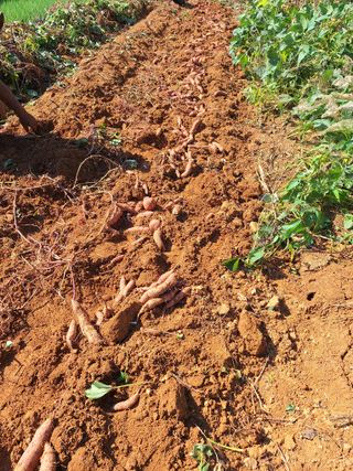 호박 정정호님의 배추 · 영농일지 작성글 사진