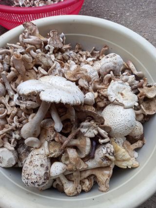 주말부부농사꾼님의 자유주제 · 자유게시판 작성글 사진