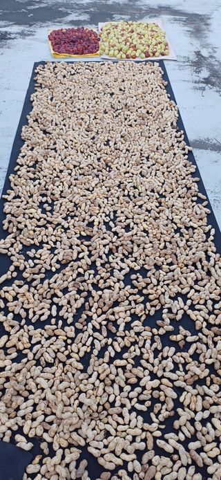 이강재님의 더운 가을, 농사 괜찮으신가요? · 참여글 작성글 사진