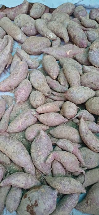 이강재님의 더운 가을, 농사 괜찮으신가요? · 참여글 작성글 사진