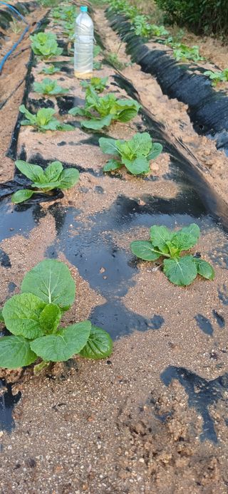 이강재님의 더운 가을, 농사 괜찮으신가요? · 참여글 작성글 사진