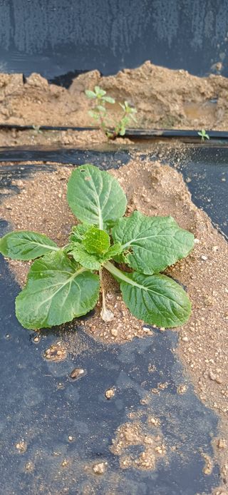 이강재님의 더운 가을, 농사 괜찮으신가요? · 참여글 작성글 사진