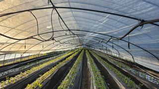 허송범님의 딸기 · 영농일지 작성글 사진