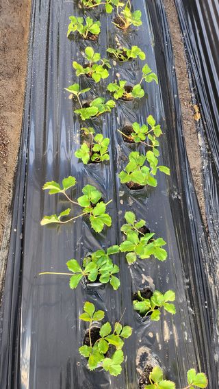 허송범님의 딸기 · 영농일지 작성글 사진