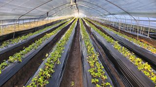 허송범님의 딸기 · 영농일지 작성글 사진