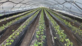 허송범님의 딸기 · 영농일지 작성글 사진