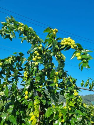샘머리아지매님의 자유주제 · 자유게시판 작성글 사진