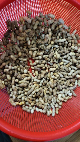 초보님의 기타작물 · 영농일지 작성글 사진