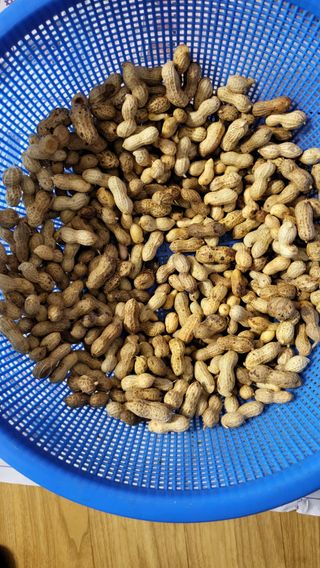 초보님의 기타작물 · 영농일지 작성글 사진