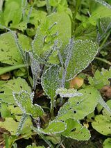 팜모닝 사과·병해충상담 게시글 이미지