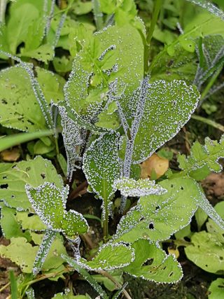 가시골농원님의 사과 · 병해충상담 작성글 사진