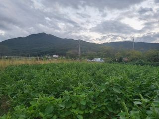 수철리님의 콩 · 영농일지 작성글 사진