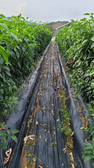 다불산님의 자유주제 · 자유게시판 작성글 사진