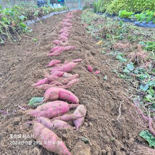 김진님의 자유주제 · 자유게시판 작성글 사진