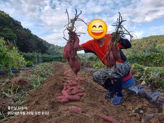 김진님의 자유주제 · 자유게시판 작성글 사진