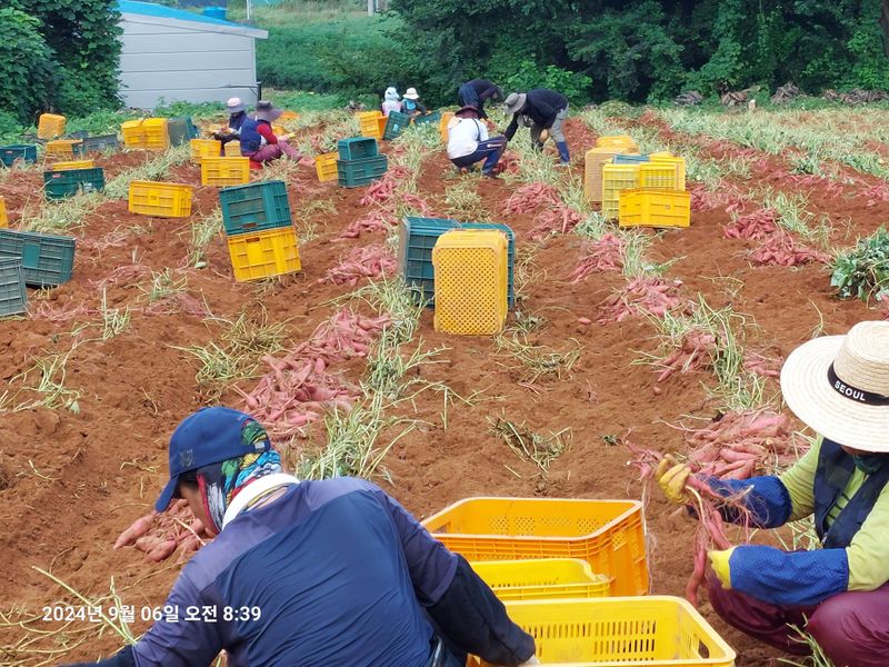 농촌이백억농원^^님의 장터 판매 상품 [꿀고구마] 첨부 사진