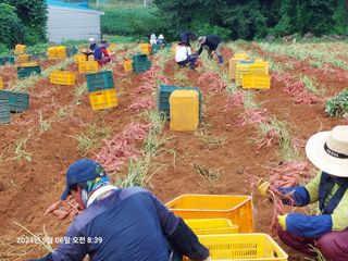 농촌이백억농원^^님의 작성글 사진