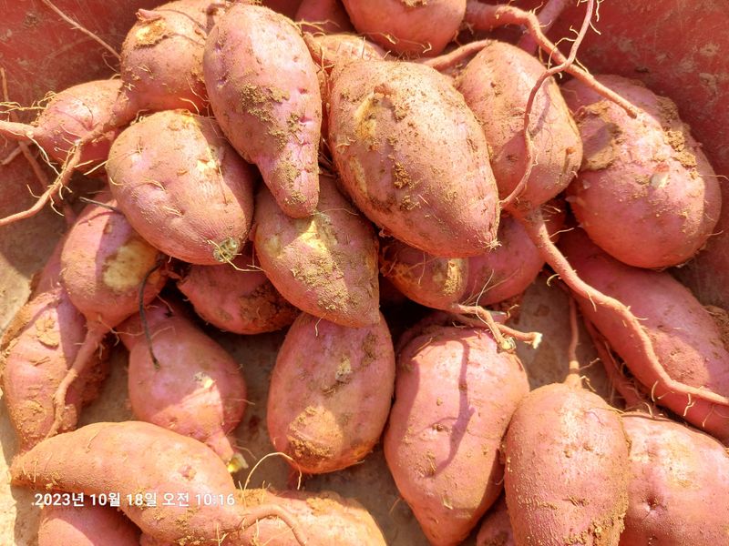 농촌이백억농원^^님의 장터 판매 상품 [꿀고구마] 첨부 사진